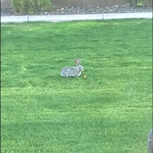 Meet your Posher, Lacey